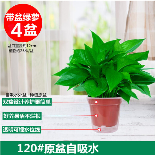 Pothos potted indoor plants for new homes, formaldehyde removal, air purification, hydroponic green plant flowers, long vines, pothos 120# original pots, automatic water absorption, 4 pots + 2 bags of fertilizer