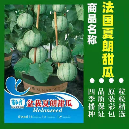 Specialty melon, French Charente mini cantaloupe, imported cold-resistant fruit potted plant, crispy and sweet Charente melon seeds, about 20 pieces, small quantity and expensive price