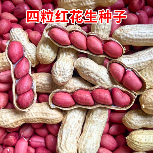 Sowing Mood Four Red Peanut Seeds High Yield Thin-shell Red-skinned Black Peanut Rice Seed Juluhua No. 8 Large Fruit White Sand National Approval National Approval > Four red peanuts original unpacked 100 pieces