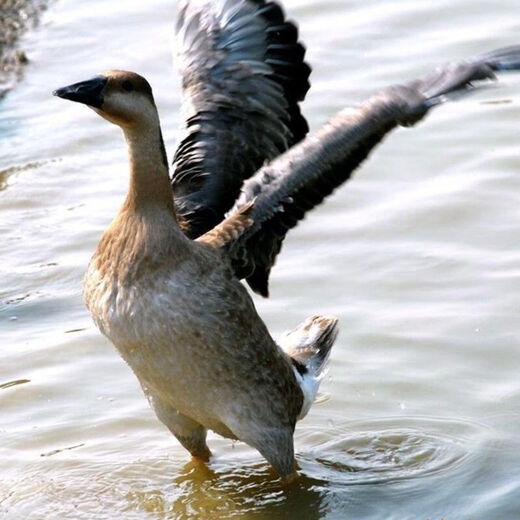 Large free-range duck, teal duck, native duck, whole shelduck, old duck, fresh ingredients, authentic farm duck meat, 7 Jin Jin is equal to 0.5 kilograms, the net weight of the native duck after killing is 5 Jin Jin, which is equal to 0.5 kilograms