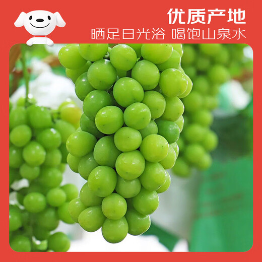 Jingxiansheng Sunshine Rose Grape Green Grape 2-2.5 Jin Jin is equal to 0.5 kg, single fruit is about 10g, fresh fruit