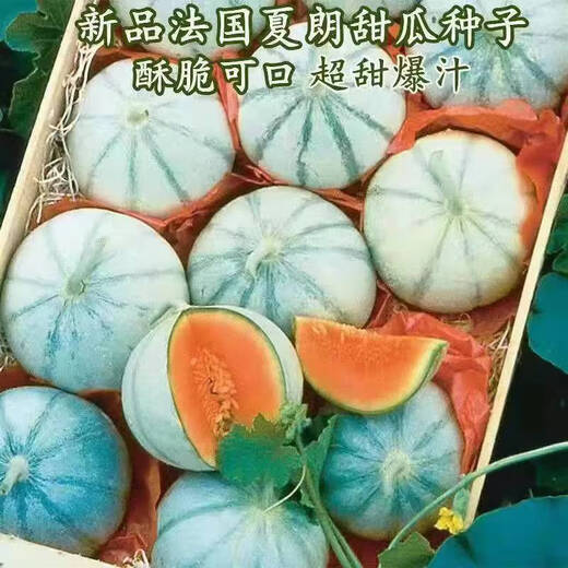 Specialty melon, French Charente mini cantaloupe, imported cold-resistant fruit potted plant, crispy and sweet Charente melon seeds, about 20 pieces, small quantity and expensive price