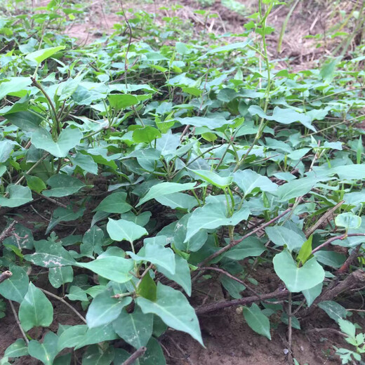 Polygonum multiflorum sapling seeds red Polygonum multiflorum bonsai potted plant easy to survive Chinese medicinal materials edible pots not included Polygonum multiflorum seedlings 50 trees