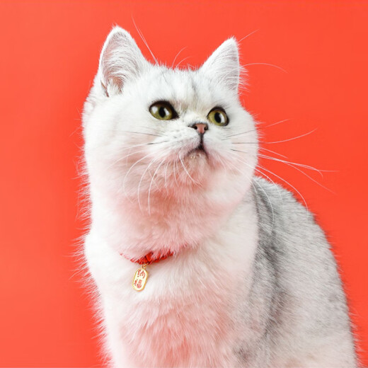 Hanhan Paradise Cat Collar Cat Bell Dog Pet Cartoon Bell Collar Lanyard Teddy Pet Cat Accessory Lucky Blessing