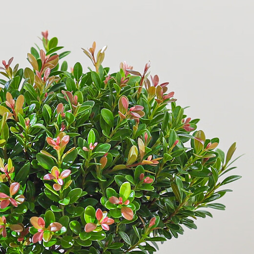 Baya Small-leaf Trichosanthes bonsai ornaments, indoor green plants, flower pots, old piles, living room, office desktop, good plants to grow. Recommended model: Small-leaf Trichosanthes + Shede purple sand pot + moss pavement + base