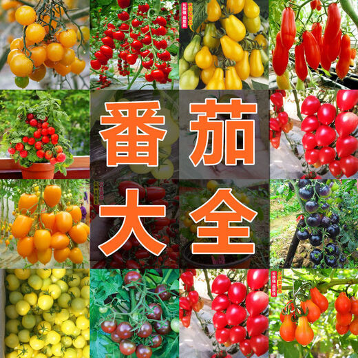 Millennium Tomato Cherry Tomato Seeds Fruits and Vegetables Spring Four Seasons Tomato Crust Potted Garden Balcony Combination Pack 2+Millennium Tomato 300 capsules Fast delivery