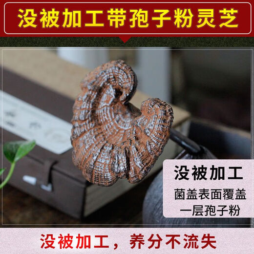 Fat Donglai's same wild Ganoderma lucidum pure natural purple Ganoderma lucidum wild L raw mountain natural non-bitter pruned branch with spore powder 500 grams Ganoderma lucidum sliced 10-16 pieces