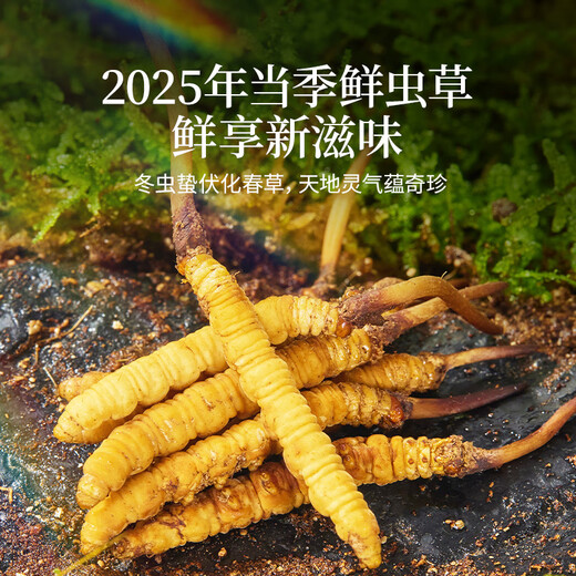 同仁堂品牌 新鲜虫草0.4-0.6克/条100条装冬虫夏草 青海源头直发包邮