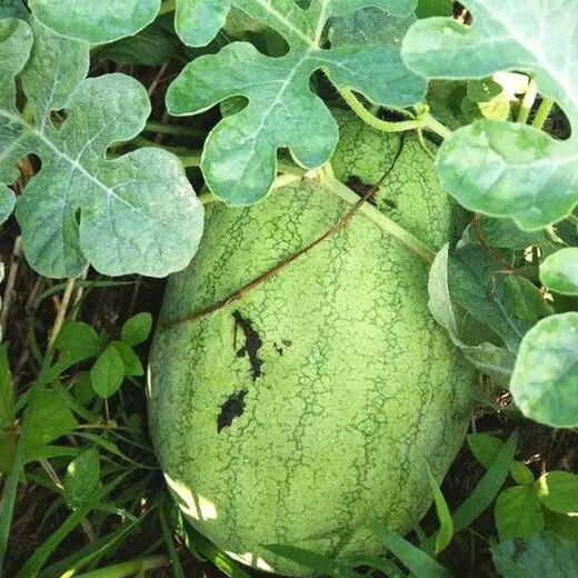Xinhongbao watermelon seed larvae, green skin, large fruit, few seeds, sown in the courtyard and field in all seasons, giant water, Xinhongbao special - high quality, original 1 pack of about 50 capsules