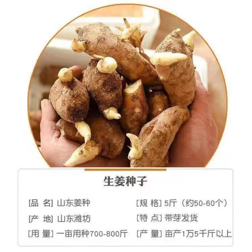 Shandong germinated ginger seeds ginger seeds old ginger seeds ginger seedlings ginger seedlings 3Jin Jin equals 0.5kg 5Jin Jin equals 0.5kg 2500g