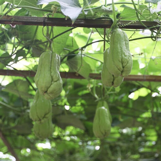 Shop Chayote Early Maturing Extra Large Chayote Vegetable Climbing High Yield Disease Resistant Perennial Melon Affordable Price High Yield Good - 40 Count - Net Seeds Chayote Seeds