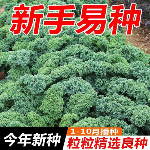 Kale seeds, kale seeds, balcony potted plants, easy to grow fruits and vegetables in the field, kale seeds, brand new seeds, selected grains, 2 packs, about 200 grains