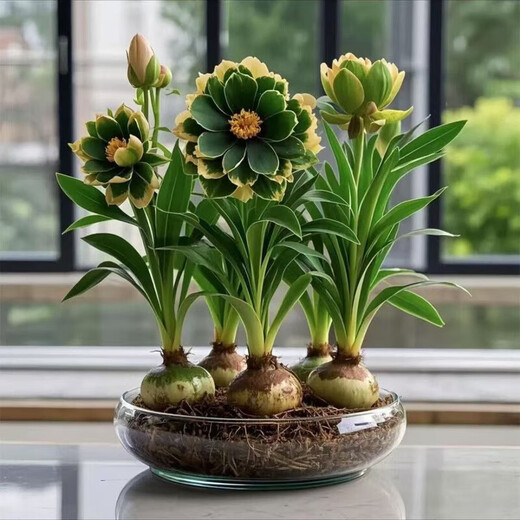 Strong fragrance hydroponic orchid ball potted plant is easy to grow indoors and outdoors in all seasons. Cold-tolerant hot water culture flowers can be planted in red. Mosquito-repellent four-season flower. 5 balls are preferred. Flowers burst into pots.