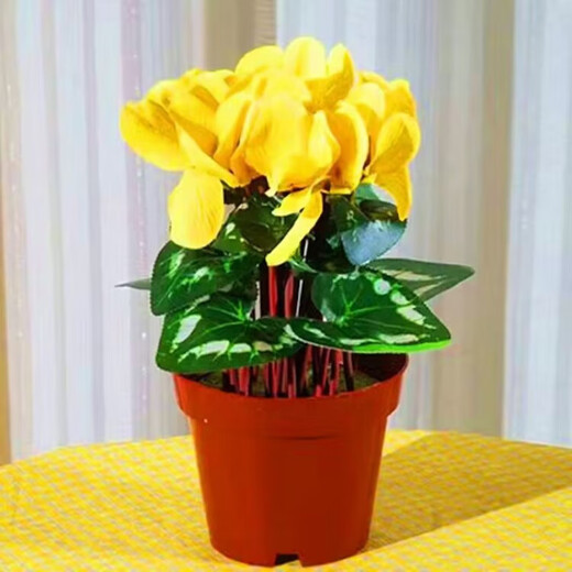 8645 people praised Double Cyclamen Seeds Cyclamen Seeds New Year's Eve Flower Plants for Balcony Indoor and Outdoor Pots Cyclamen Seeds All Colors Mixed Version Two Packs of Seeds 276 + Fertilizer