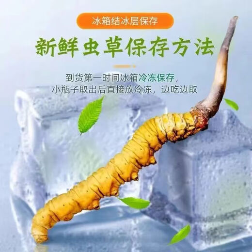 2025新鲜冬虫夏草头期精选鲜虫草顺丰冷链产地直发大号鲜草 西藏新鲜虫草每条0.5克20条装