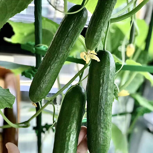 Cucumber seedlings, Dutch fruit cucumber seedlings, cucumber seedlings, high-yielding dense cucumbers, four-season balcony potted vegetable seedlings, 6 green heart cucumber seedlings