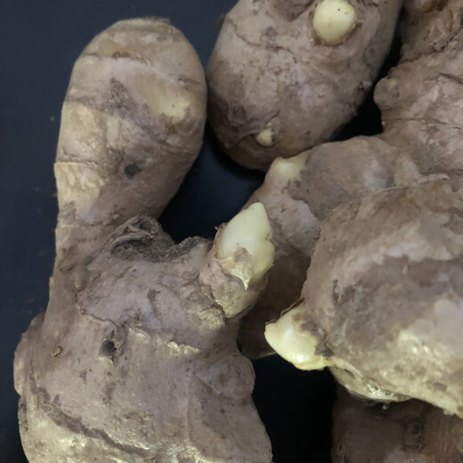 Shandong germinated ginger seeds ginger seeds old ginger seeds ginger seedlings ginger seedlings 3Jin Jin equals 0.5kg 5Jin Jin equals 0.5kg 2500g