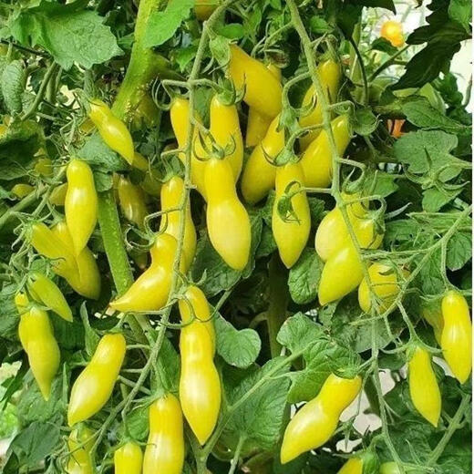 Shop: About 50 Dancing Green Finger Tomato Seeds, Simple Yellow Peanut Tomato Seeds for Potting Water, 30 Dancing Green Finger Tomato Seeds + Fertilizer