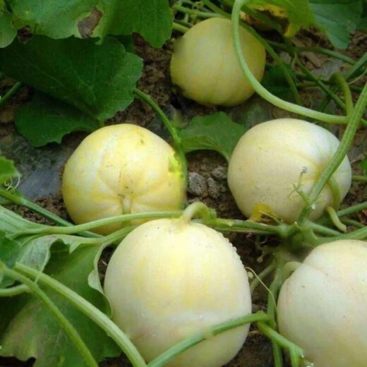 Bingtang Tianbao melon seeds are sown in spring and autumn, sweet and thick-meat for all seasons. Bingtang Tianbao melon seeds Nk89#Newcomer experience, about 52 capsules