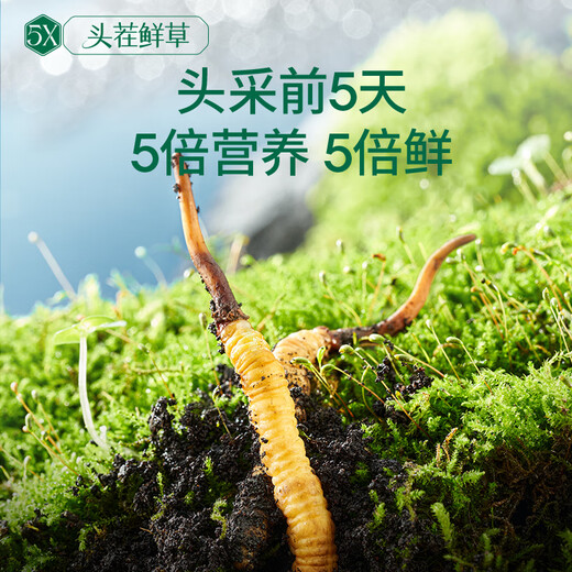 Ayishe first stubble fresh Cordyceps sinensis 0.5-0.6g/30 fresh Cordyceps supplements [Straight hair at the source]