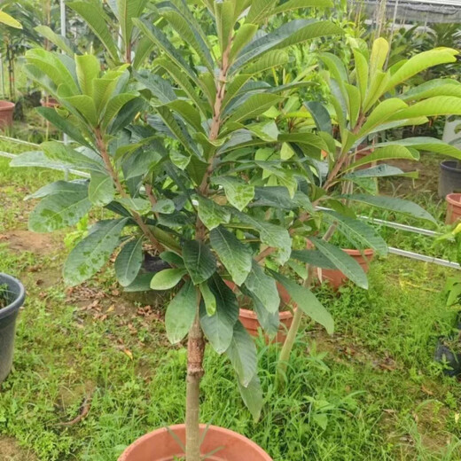 Mommy fruit saplings, potted ground planting, north and south planting, courtyard planting, Mommy - AAA+ high-quality large seedlings, buy 1 Song 1 piece