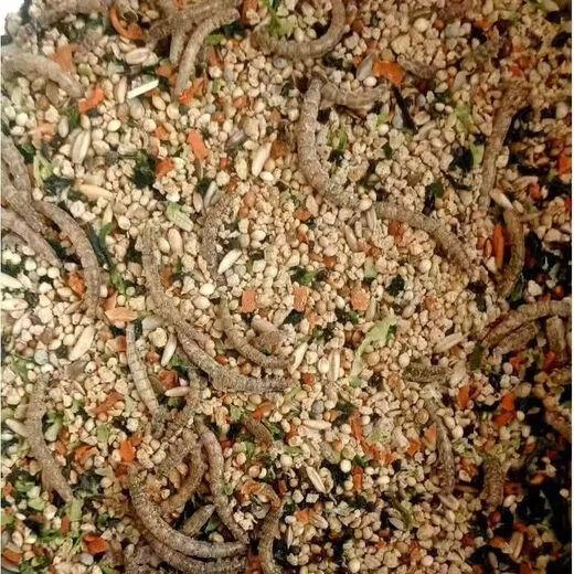 Rutin chicken special feed Rutin chicken egg production feed mealworm brooding feed quail feed high protein 5Jin Jin is equal to 0.5 kg egg production food containing mealworm dried vegetables