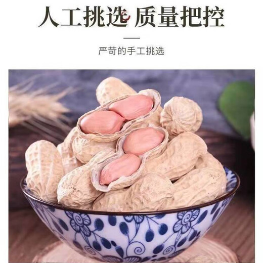 Peanut seeds Huayu 60 peanut original species extra large fruit size 1000 Jin is equal to 0.5kg. King first-class groundnut seed peanut - 500g (1000g is equal to 0.5kg)