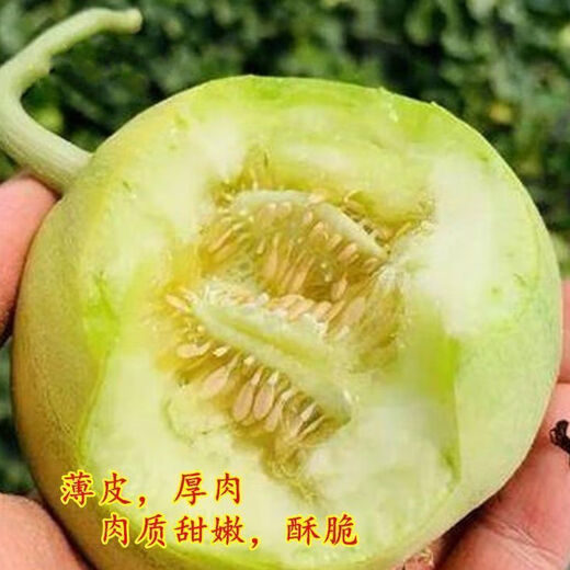 Bingtang Tianbao melon seeds are sown in spring and autumn, sweet and thick-meat for all seasons. Bingtang Tianbao melon seeds Nk89#Newcomer experience, about 52 capsules