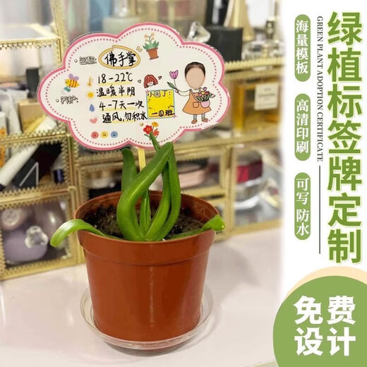 Pflanzenpflegekarte, grüne Pflanzenkarte, Kindergartenetikett, individuelles wasserdichtes Namensschild für Topfpflanzen, Gartenarbeitsaktivität, gemischtes und passendes Damenmodell, 6 Blatt, nicht wasserdicht, kostenloser Clip