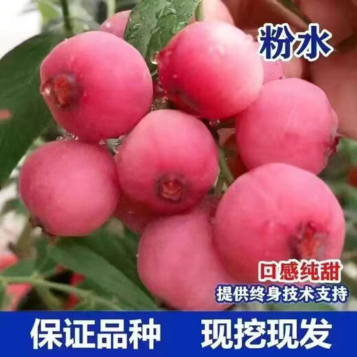 Two harvests, four-season blueberry seedlings potted for ground planting, fruit tree seedlings in the south and north, indoor potted plants, Blue Rain, high yield in two seasons, one-year seedlings, one package shipped with soil