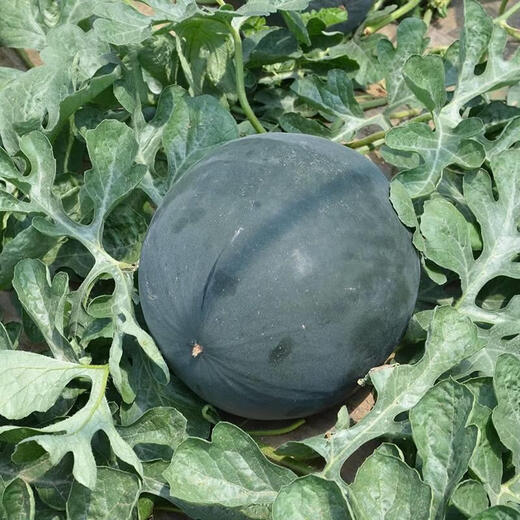 Qizhe seedless watermelon seeds with black skin and red flesh, extra large lazy super sweet giant seedless watermelon fruit seeds with crack-resistant melon, black skin and seedless watermelon 1 pack (40 pieces)