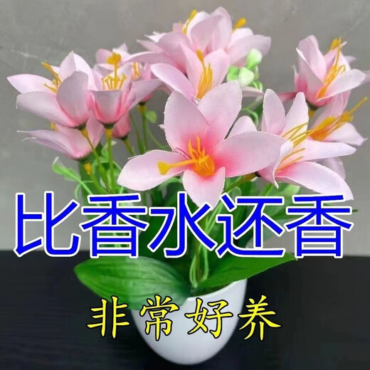 Ten Miles of Fragrance Lazy New Product Fragrance Jade Bulb Flower Potted Flowers All Seasons Blooming Large Flower Collection Cold-resistant New Variety Flame Color Cold-resistant and Drought-resistant Selection of 8 pieces Blooms in 30 days + Fertilizer