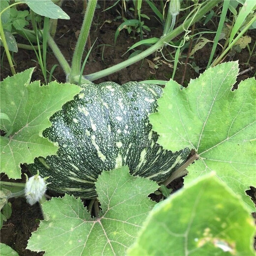 Specially Sweet Pumpkin Seed Flavor Sweet Pumpkin Vegetable Seed Lazy Mopan Large Pumpkin Seed Mopan Large Pumpkin Seed This year’s new species ST2998 new species 2 packs of about 44 seeds, good germination