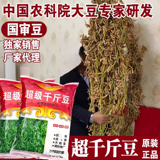 Thousand Jin Jin is equal to 0.5 kilograms. Bean and soybean seeds can be sown in spring soybean seeds and summer soybean grain seeds in field bases. Zhonghuang 13 soybean seeds 1 Jin Jin is equal to 0.5 kilograms (National Bean Examination 20010