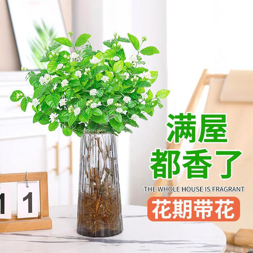Jingyouyu jasmine hydroponic plant potted plants in the office desktop are good for growing flowers, green plants, water-raised flowers, mosquito repellent Jiuli Xiang, jasmine 6-year-old seedlings, 10 pieces, with flowers during the flowering period
