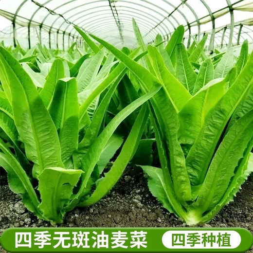 Store hot-selling four-season wheat-flavored wheat vegetable seeds, balcony potted plants, field planting, fresh seedlings, 30 wheat-flavored wheat vegetable seedlings
