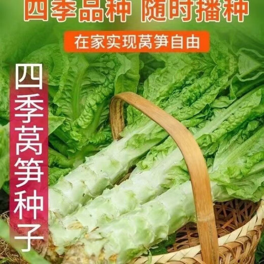 Four seasons lettuce seeds, green skin, green flesh, fragrant lettuce seeds, heat-resistant and cold-resistant, spring, autumn and winter green lettuce seeds, fast growing and delicious, one package of carefully selected grains, about 1010 grains, viable