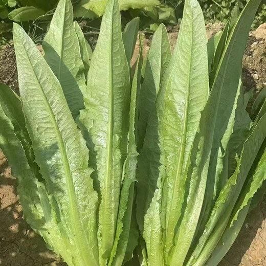 Store hot-selling four-season wheat-flavored wheat vegetable seeds, balcony potted plants, field planting, fresh seedlings, 30 wheat-flavored wheat vegetable seedlings