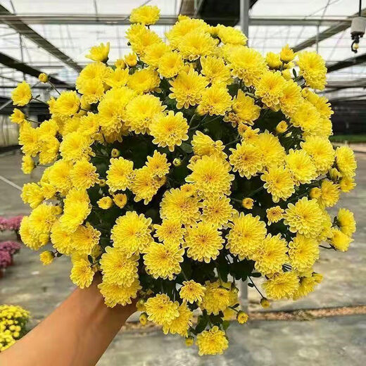 Thousand-headed Chrysanthemum Four Seasons Chrysanthemum Seeds Double-petaled Chrysanthemum Seeds Balcony Garden Potted Easy-to-Live Flower Seeds No. 1 Thousand-headed Chrysanthemum Seeds 10 Color Mixes SF Seasonal New Seeds Two Packs About 602 Capsules