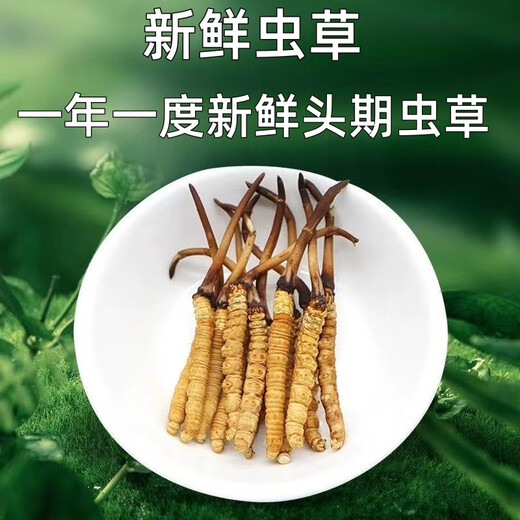 Luzhangtang 2025 frisches Cordyceps sinensis Cordyceps SF Express kaltes Ketten Direktes Haar ausgewähltes frisches Gras, jeweils tibetischer frischer Cordyceps 0,9 Gramm, 30 Stücke