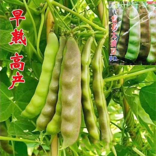 Shop: Purple-flowered oil beans, three-leaf Northeastern oil beans, gluten-free frame beans, boiled boiled early-ripening vegetables, purple-flowered oil beans seeds, 6 packs, about 240 capsules