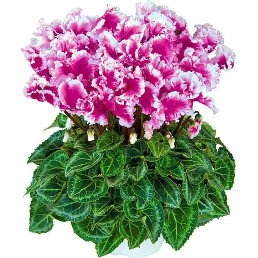 8645 people praised Double Cyclamen Seeds Cyclamen Seeds New Year's Eve Flower Plants for Balcony Indoor and Outdoor Pots Cyclamen Seeds All Colors Mixed Version Two Packs of Seeds 276 + Fertilizer