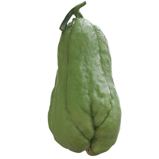 Shop Chayote Early Maturing Extra Large Chayote Vegetable Climbing High Yield Disease Resistant Perennial Melon Affordable Price High Yield Good - 40 Count - Net Seeds Chayote Seeds