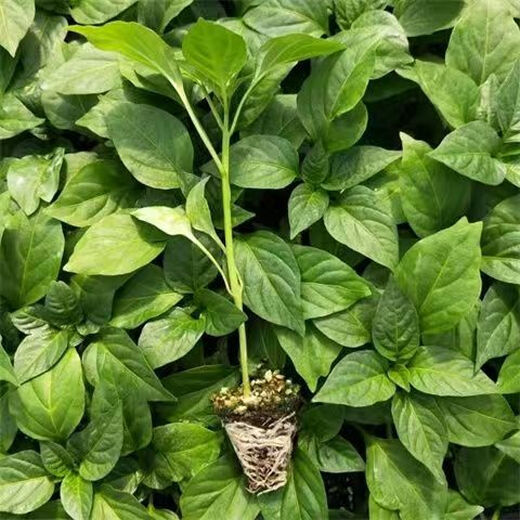 Chili pepper seedlings Chaotian pepper millet pepper thin-skinned pepper long-line pepper bell pepper sweet pepper colorful pepper screw pepper vegetable seedlings Chaotian pepper seedlings 3 plants