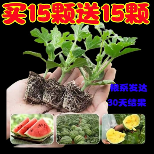 Watermelon seedlings grafted 8424 Extra Sweet Kirin Super Sweet Seedless Midu Watermelon Seedlings Potted Planting Watermelon Seedlings 2K Buy 5+5 (Real Harvest 10) + Fertilizer