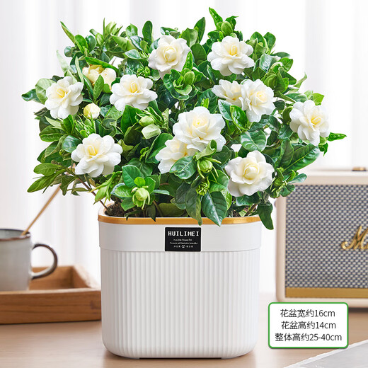 Hua Weng Gardenia Potted Plants Bloom Flowers All Seasons, Saplings, Indoor Green Plants, Easy to Maintain and Live, Jasmine Straight from the Source