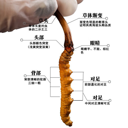 Beijing Tongrentang Materias primas [Tienda oficial I Buque insignia] Tíbet Snowy Cordyceps sinensis Auténtica Cordyceps INCreakable Grass 2-3 Roots 1G Diez raíces