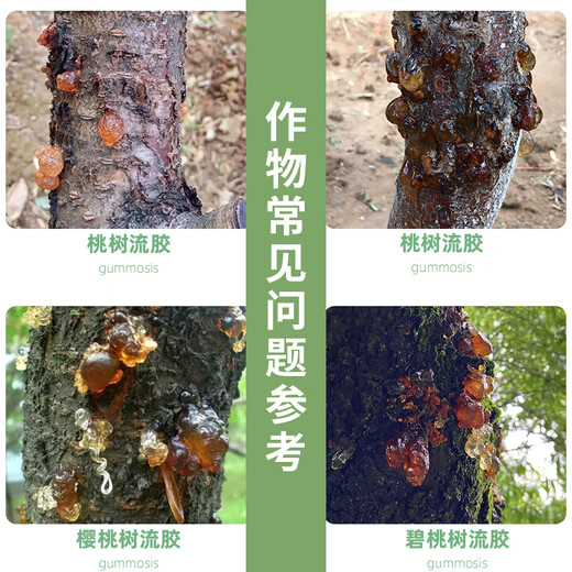 Guolixiao fruit tree glue flow special cherry tree apricot tree apple tree rotten withered perforated glue gram one spray net fertilizer 200g * 1 bottle