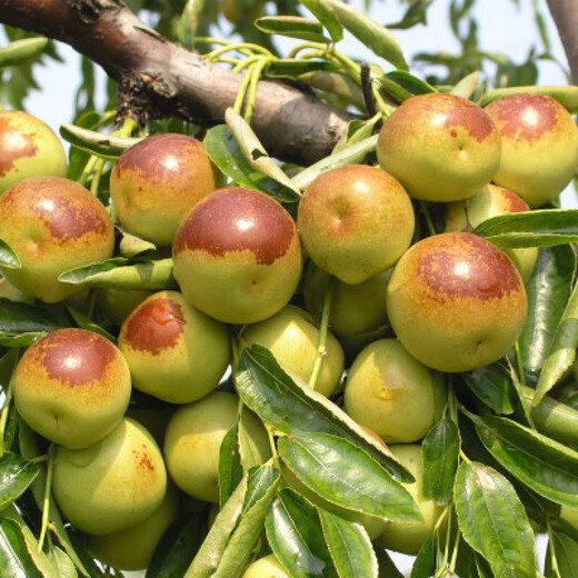 Qili grafted jujube seedlings, crispy sweet winter jujube seedlings, extra large current year results, southern and northern cold-resistant potted jujube seedlings, Dabailing 6-year seedlings, current year results, buy 1 get 1 free