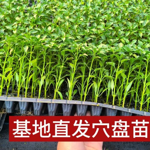 Chili pepper seedlings Chaotian pepper millet pepper thin-skinned pepper long-line pepper bell pepper sweet pepper colorful pepper screw pepper vegetable seedlings Chaotian pepper seedlings 3 plants